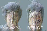 Photobook برای “Bongo and Marimba از Stones Shoebill” که در Kobe Animal Kingdom زندگی می کنند – ساعت دوربین دیجیتال Photobook برای “Bongo and Marimba از Stones Shoebill” که در Kobe Animal Kingdom زندگی می کنند – ساعت دوربین دیجیتال