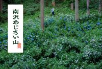 ابتکارات جدید با هدف پایداری در سرزمین پنهان توکیو ، Minamisawa Hydrangea – ساعت دوربین دیجیتال